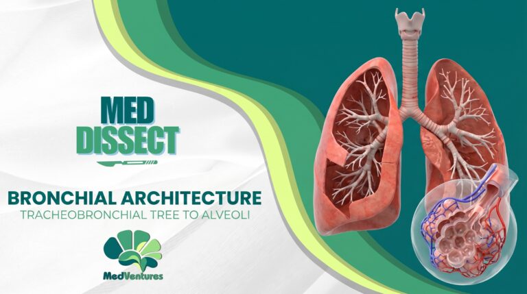 MedDissect – Pulmonary Module (OFFLINE)